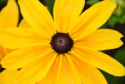 Close-up of yellow flower