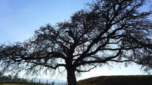 Low angle view of bare tree against clear sky