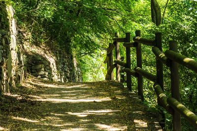 Footpath in forest