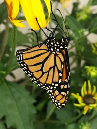 Close-up of butterfly pollinating on yellow flower
