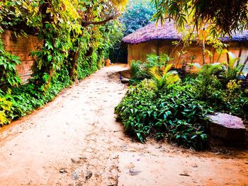 Plants against trees