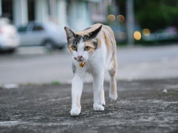 Portrait of cat on street