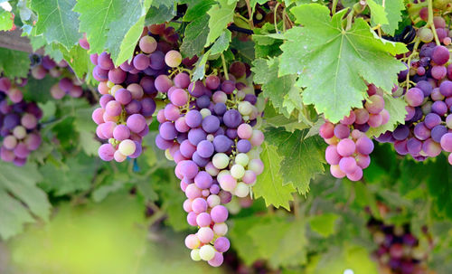 Close-up of grapes growing at vineyard