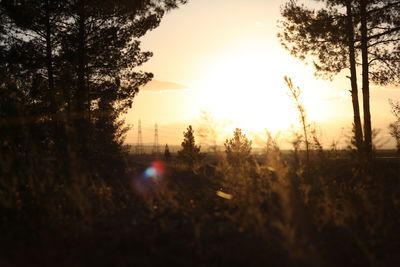 Sun shining through trees