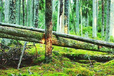 Trees growing in forest