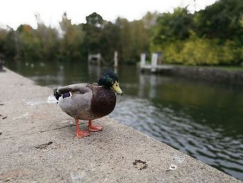 Mallard duck by lake