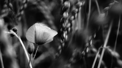 Close-up of plant against blurred background