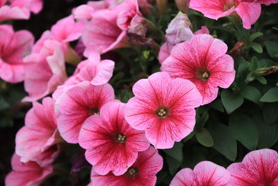 Close-up of pink flowering plants