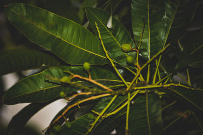 Close-up of fresh green leaves