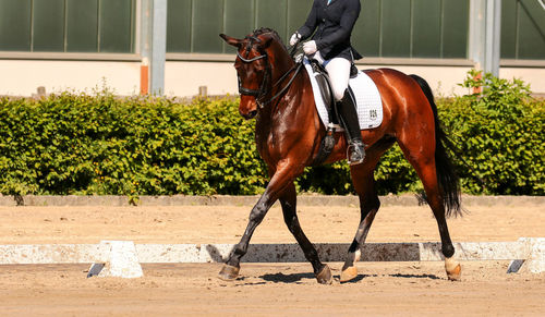 Horse standing outdoors