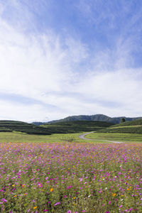 Scenic view of flowering plants on field against sky