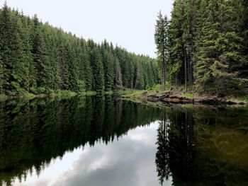 Scenic view of pine trees by lake against sky