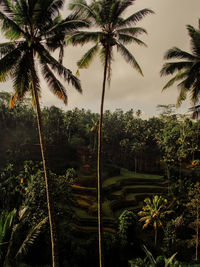 Scenic view of palm trees against sky