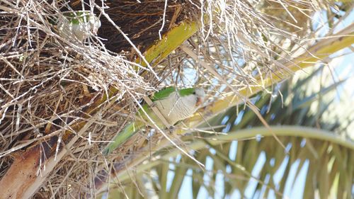 Close-up of insect on plant