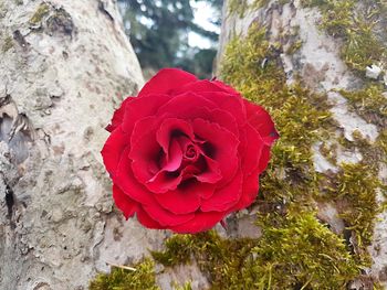 Close-up of red rose blooming outdoors