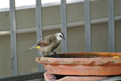 Close-up of bird perching on railing