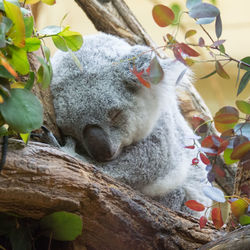 Close-up of sheep on tree