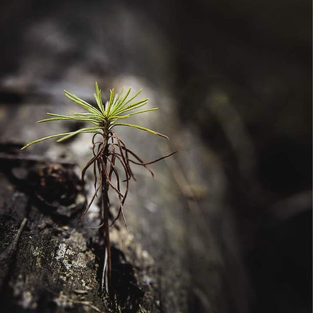 growth, plant, close-up, nature, focus on foreground, stem, selective focus, tranquility, beauty in nature, growing, outdoors, no people, day, field, leaf, fragility, botany, uncultivated, twig, sky