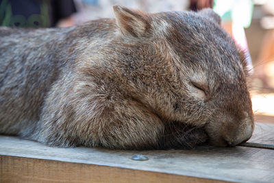 Close-up of cat sleeping