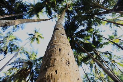 Low angle view of tree against sky