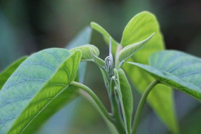 Close-up of green leaves