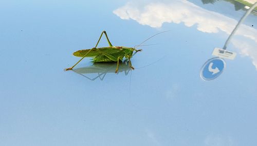 Close-up grasshopper with traffic sign