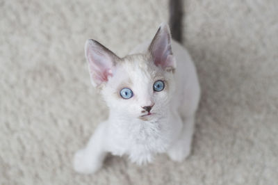 High angle portrait of cat on rug