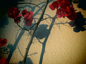 Close-up of red flowers