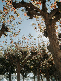 Low angle view of flowering tree against sky