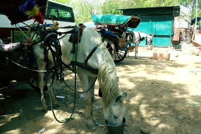 Horse cart in vehicle