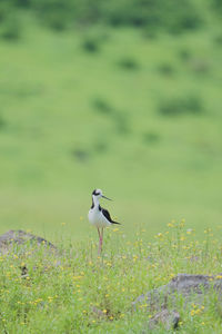 Bird perching on field