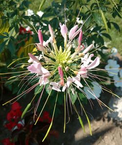 Flowers blooming outdoors