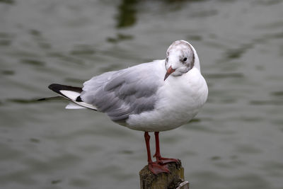 Black hooded gull perching on a sea front 