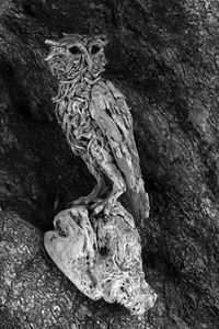 Close-up of animal skull on rock