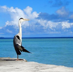 Gray heron perching on beach against sky