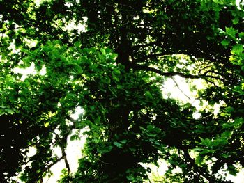 Low angle view of trees