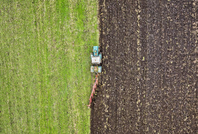 High angle view of bee on grassy field