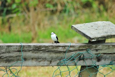 Close-up of bird perching on wooden fence