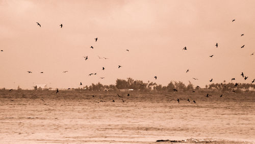 Flock of birds flying against sky