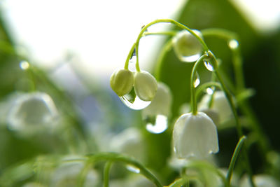 Close-up of white flowering plant