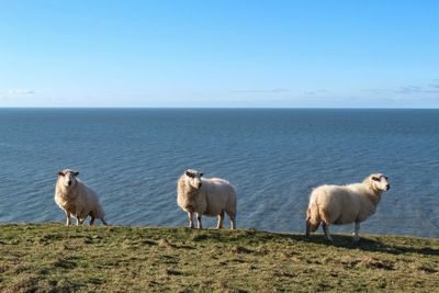 Sheep standing on beach against clear blue sky