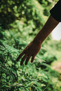 Close-up of hand holding plant
