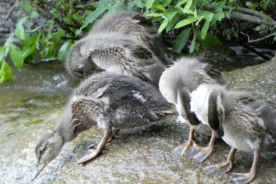 View of a duck in water