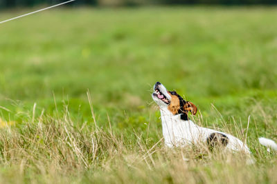 Jack russell terrier running lure coursing competition on field