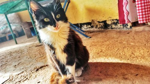 Portrait of cat standing outdoors