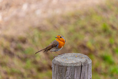 Robin on a fence