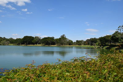 Scenic view of river in front of plants against sky on sunny day