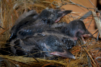 Close up of three new born indian crows, corvus splendens  hatched in straw nest, selective focusing