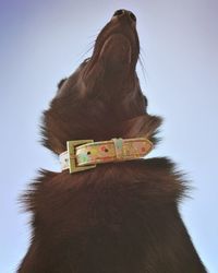 Low angle view of horse against clear sky
