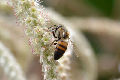 Close-up of bee on flower